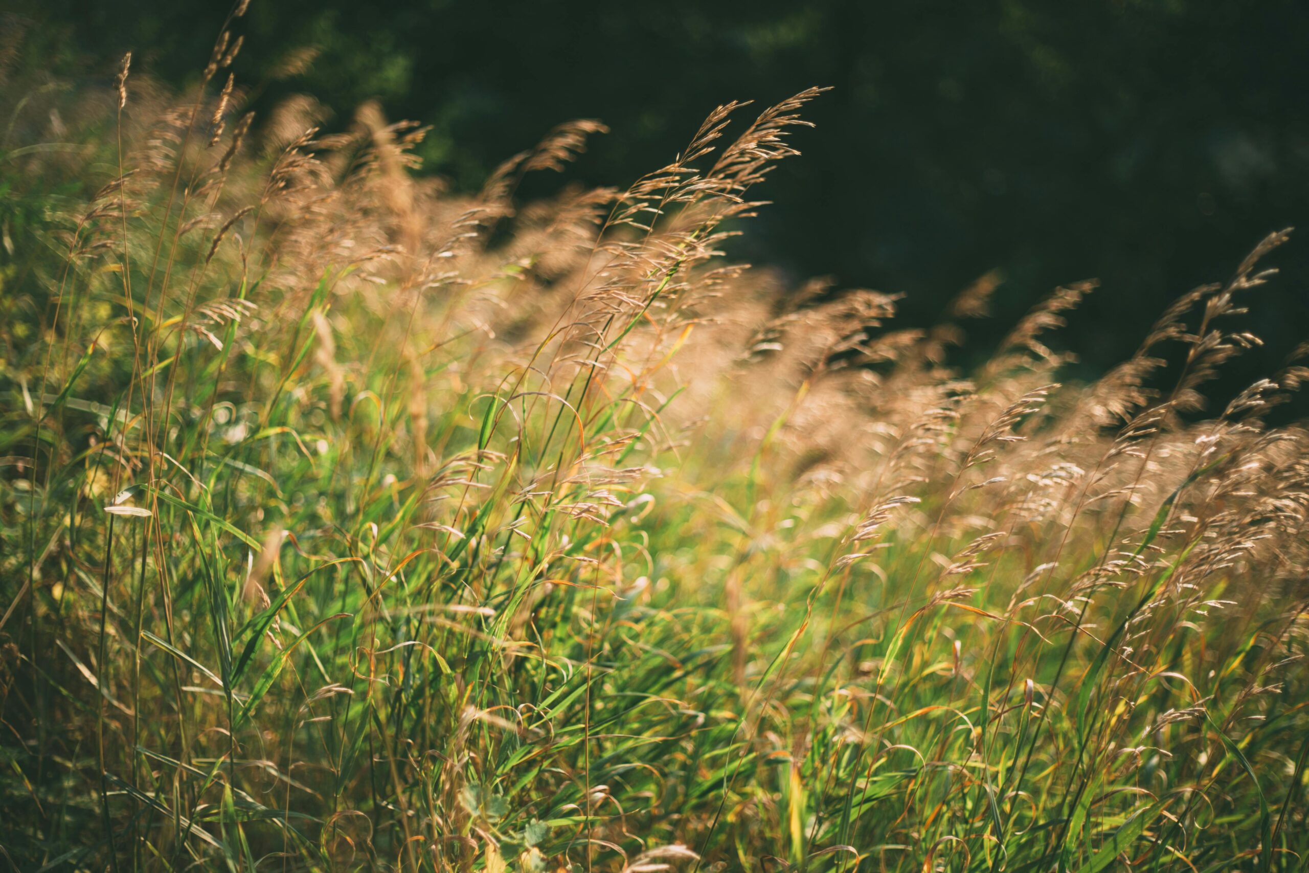Herbes hautes au soleil couchant — accompagnement naturel migraines Mygraine Paris 17